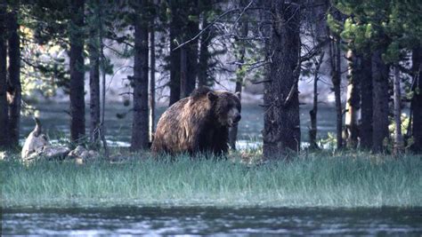 Bear traps set for grizzly bear after fatal attack near Yellowstone National Park